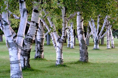 Береза (род Betula)