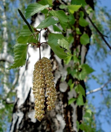 Береза обыкновенная (Betula Alba)
