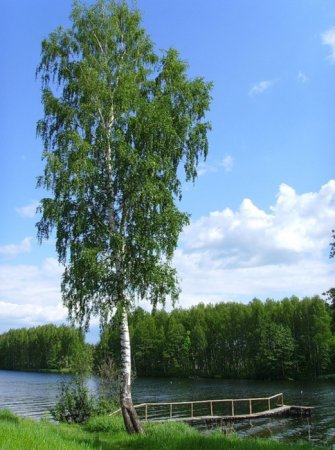 Береза ХМАО дерево