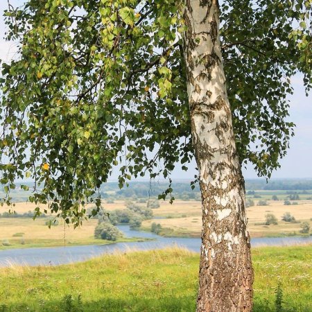 Береза Есенина в Константиново