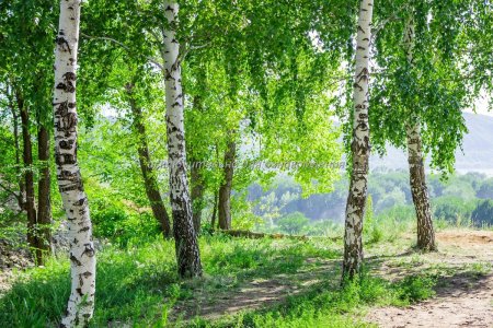 Заболоцкий Березовая роща
