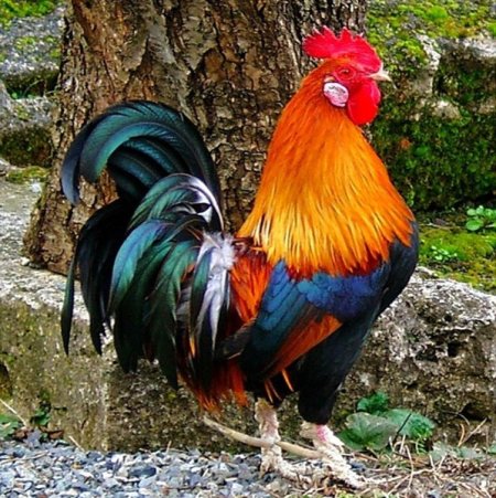 Лоншанский петух