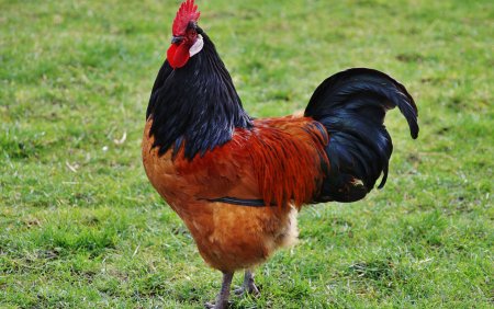 Шотландские Дампи куры