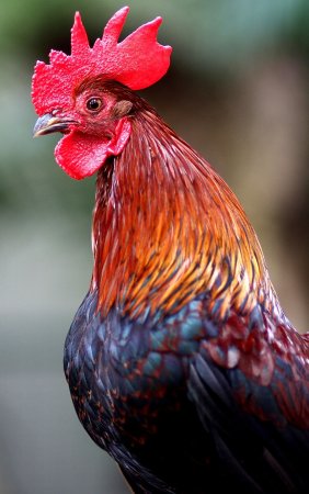 Красивый петух