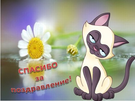 Спасибкиза поздравления