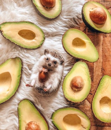 Милое авокадо
