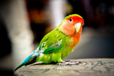 Маверик попугай порода