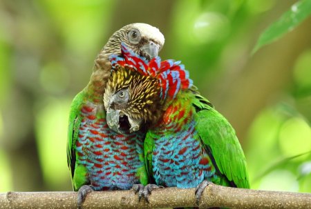 Веерный Ястребиный попугай