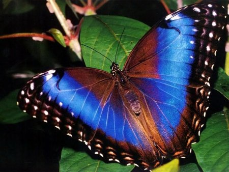 Morpho Deidamia