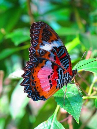Cethosia Biblis