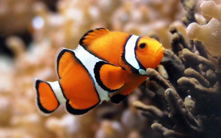 Amphiprion ocellaris