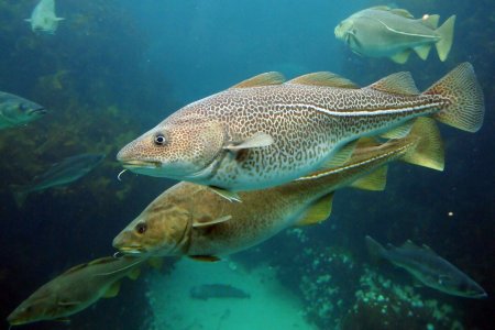 Треска gadus morhua