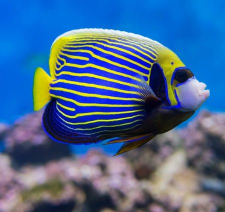 Императорская рыба-ангел Pomacanthus Imperator