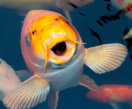 Picture big Fish