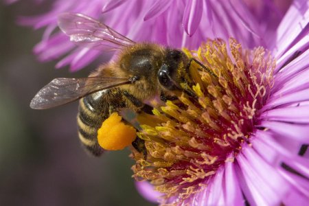 Пчела APIS mellifera