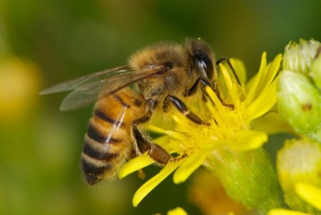 Пчела APIS mellifera