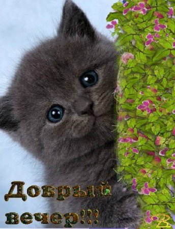 Добрый вечер с котятами