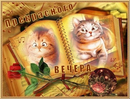 Открытки с котиками доброй вечер
