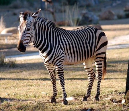 Equus Zebra