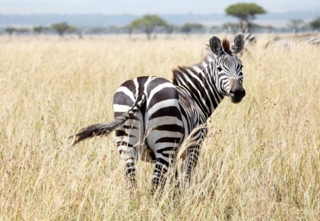 Зебра животное