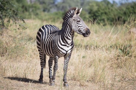 Полосатая Зебра