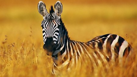 Желтая Зебра