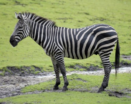 Копыта зебры