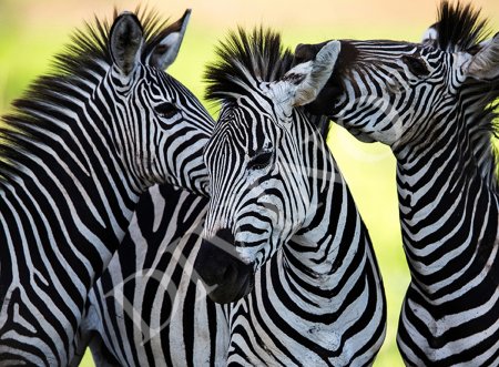 Красивая Зебра