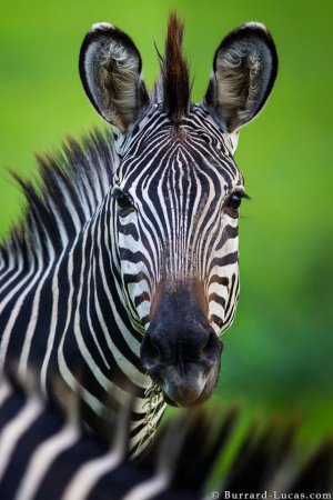 Зебра морда