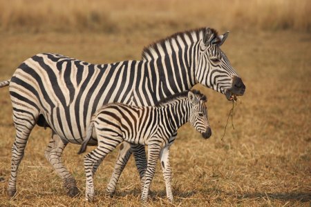 Непарнокопытные зебры