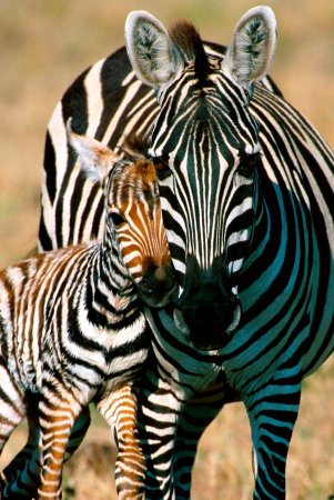 Красивая Зебра