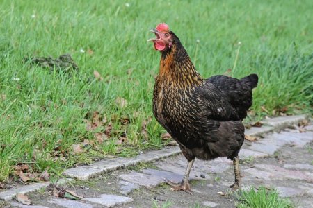 Gallus domesticus
