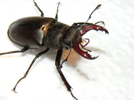 Жук-олень (Lucanus Cervus)