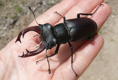Жук-олень (Lucanus Cervus)