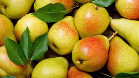 Груша Санта Мария