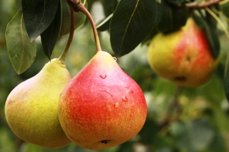 Груша Жозефина Мехельнская