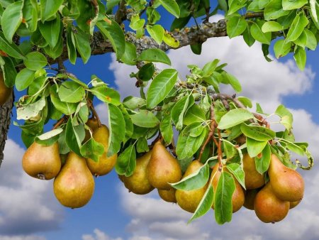 Груша бергамот осенний