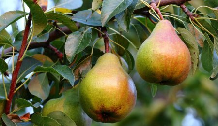 Груша бере Жиффар