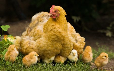 Куры цыплята породы Брама