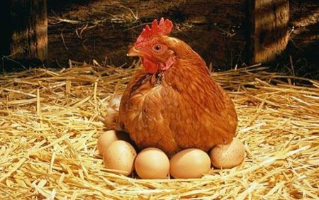 Сильвестров день куриный праздник 15 января