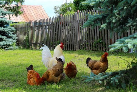 Деревенские куры