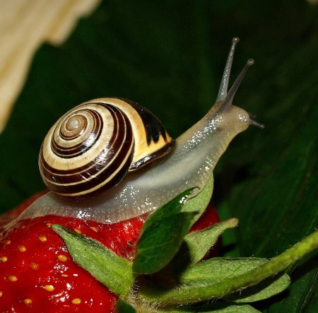 Улитка Priotrohatella stellata