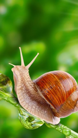 Helix pomatia Виноградная улитка