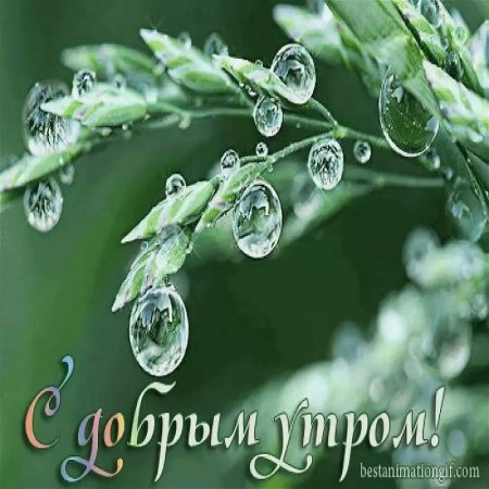 Доброе утро роса