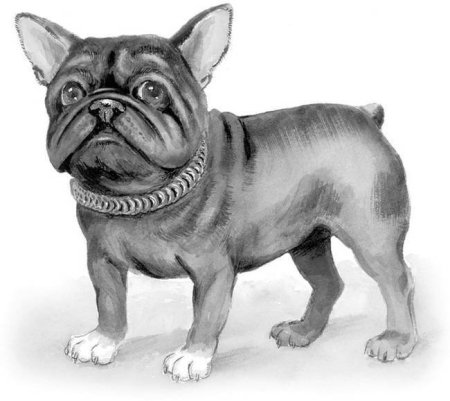 Булька толстой