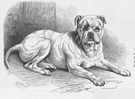 Булька рисунок для читательского дневника