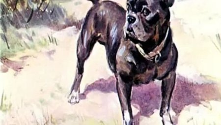 Иллюстрации Лев Николаевич толстой Булька