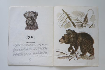 Толстой Булька иллюстрации к рассказу