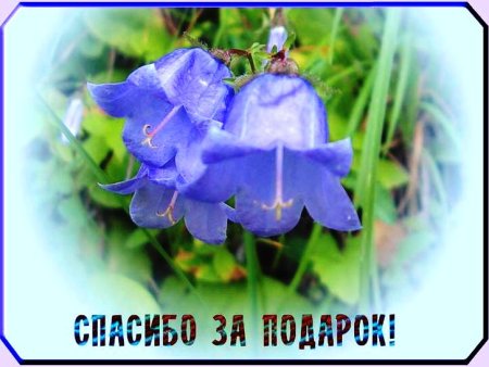 Спасибо за подарок
