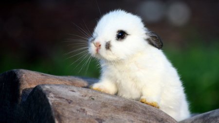 Милые животные